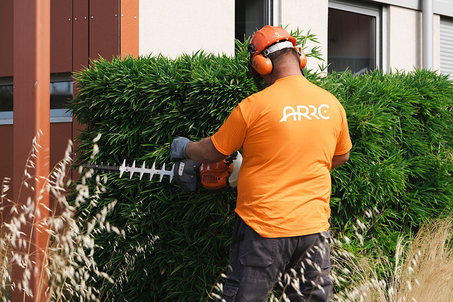 arbustes haies taille